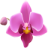 orchidsnew.gvellostitch.com favicon